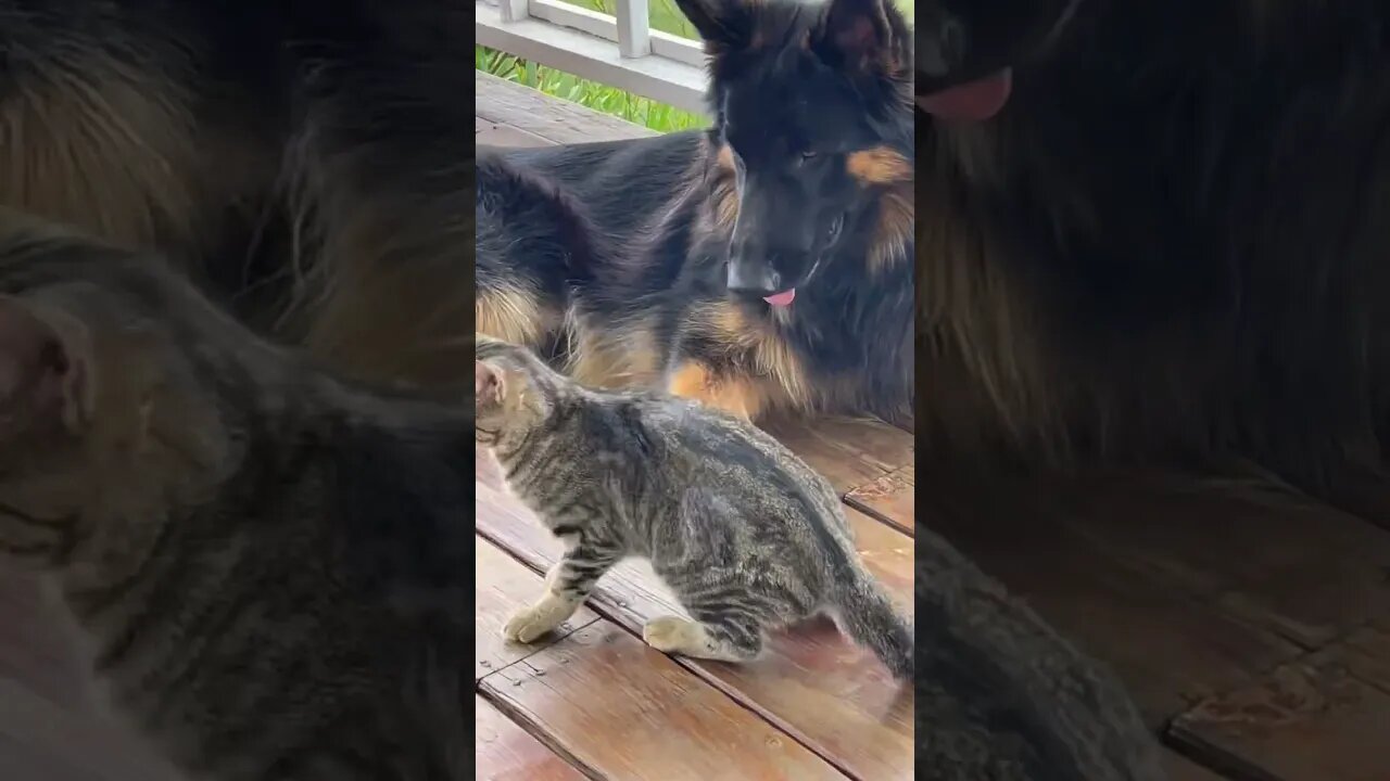 Epic battle. Who will win??? #gsd ￼#cat #kitten #germanshepherd #germanshepherdpuppy