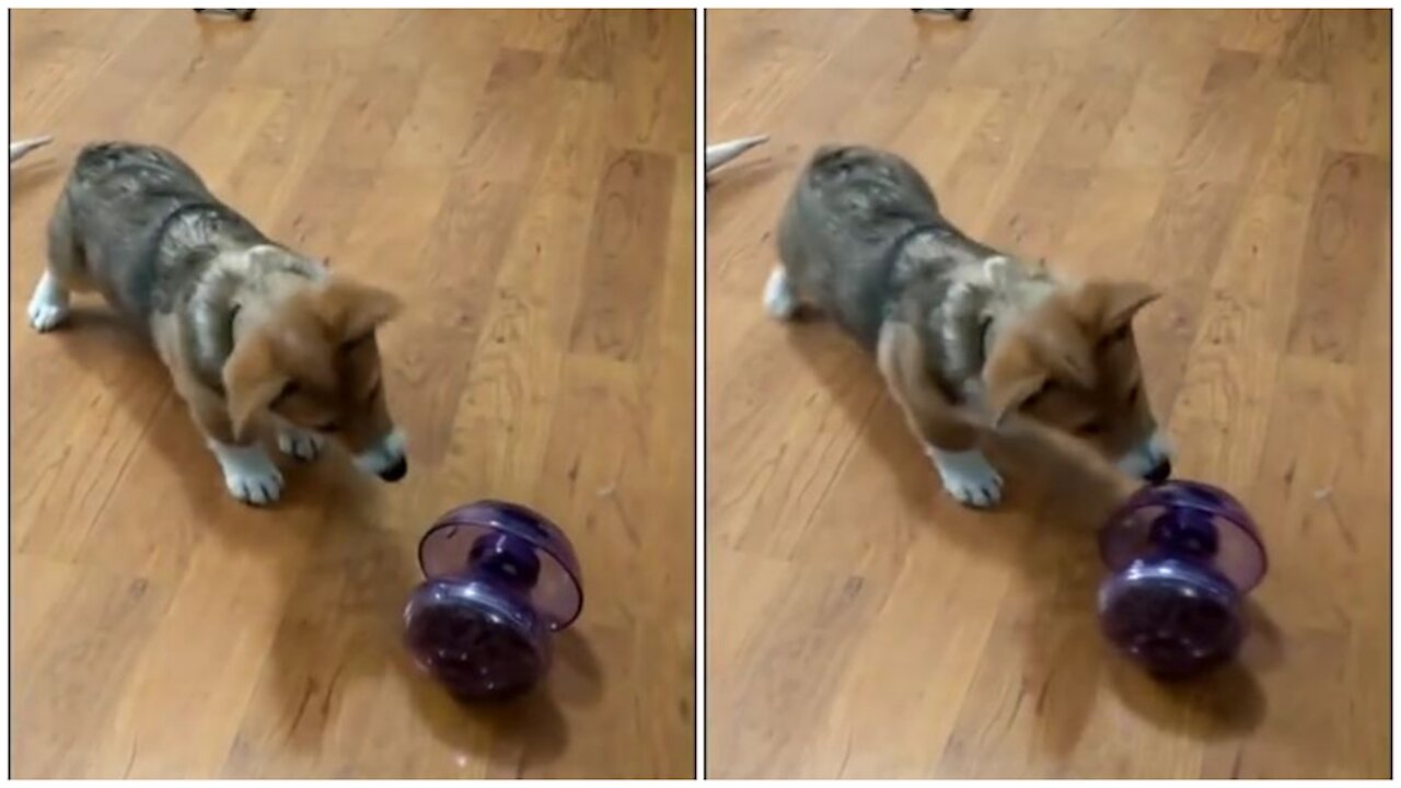 Smart funny dog in this video enjoy the dog video