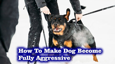 How To Make Dog Become Fully Aggressive With Few Simple Tips