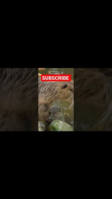 Cleaning beavers party #shorts