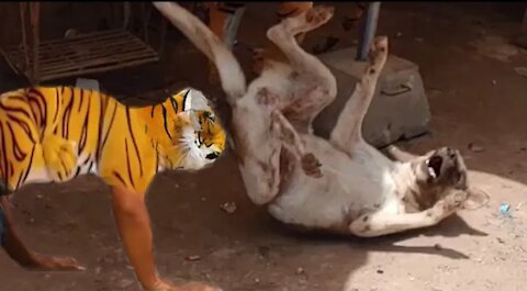 Wow Nice Prank! Fake Tiger Prank Dog Run