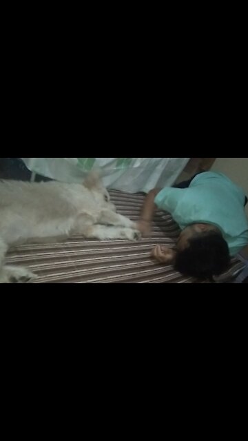 My Cute Puppy Wants To Play