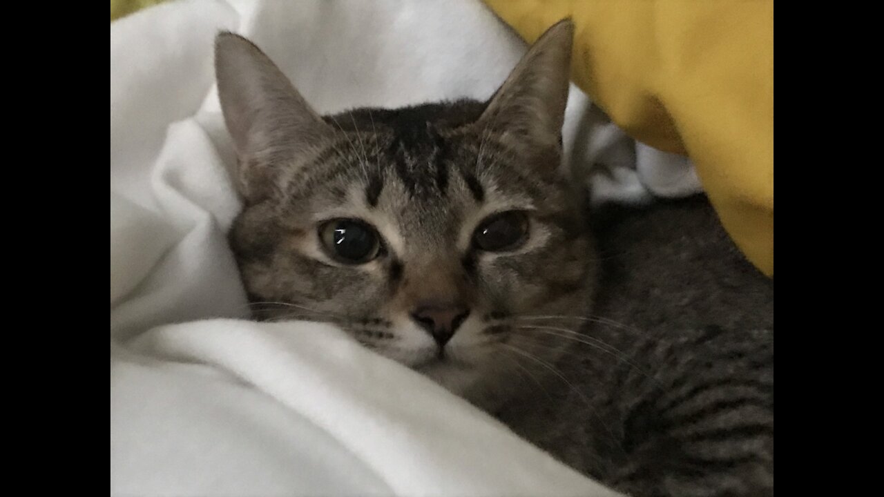 Joy for my cat