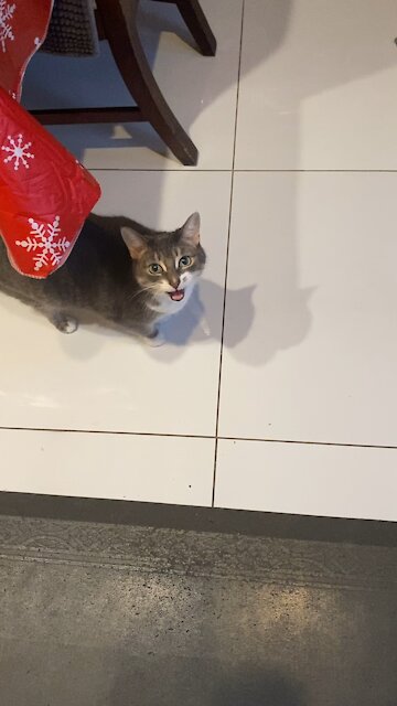 Cats the trio musketeers