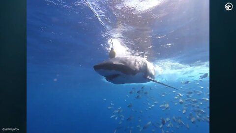 Ginormous Shark Steals Food From Fish❗❗❗