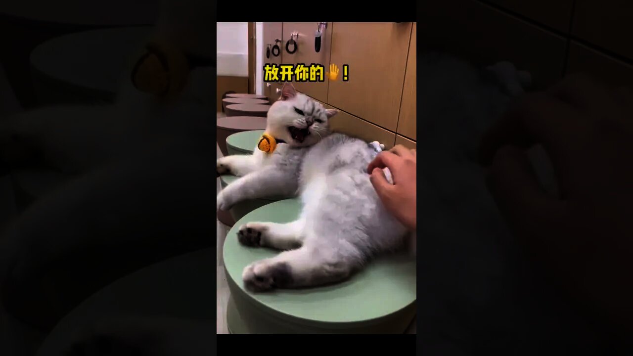 貓：不要讓我生氣😒＃Shorts#cat