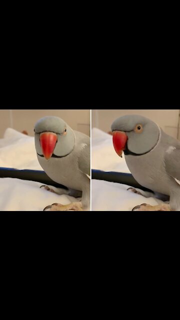Smart parrot loves to play peek-a-boo with his owner