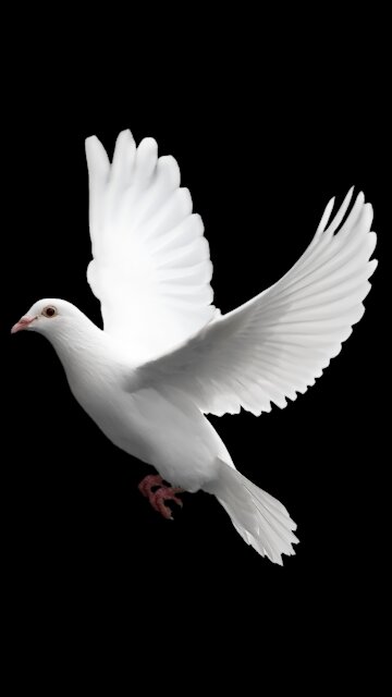The dove is a symbol of peace