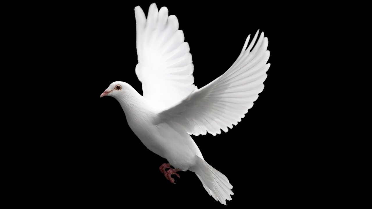 The dove is a symbol of peace