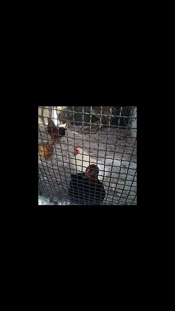 Watch Those Cute Birds in Cage