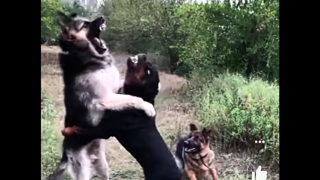 Rottweiller vs German Shepherd