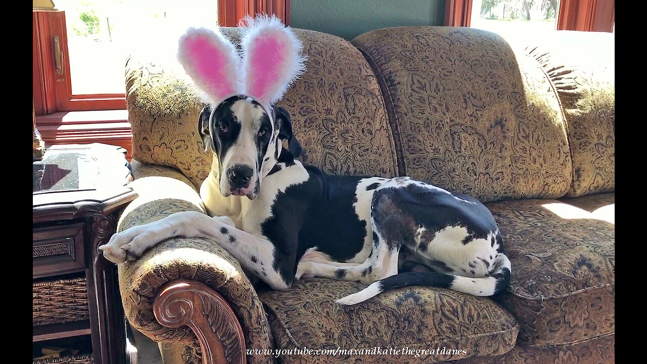 Great Dane isn't too sure about his bunny rabbit ears