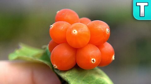 Basics of Wild and Urban Foraging