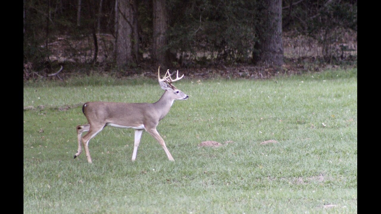 Bucks in Heat, Wild boar, and more ... 10/12/24