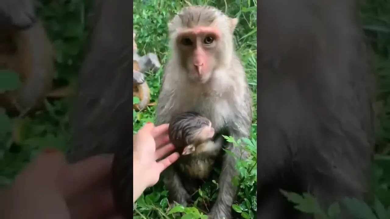 The most beautiful moments between a female monkey and her son