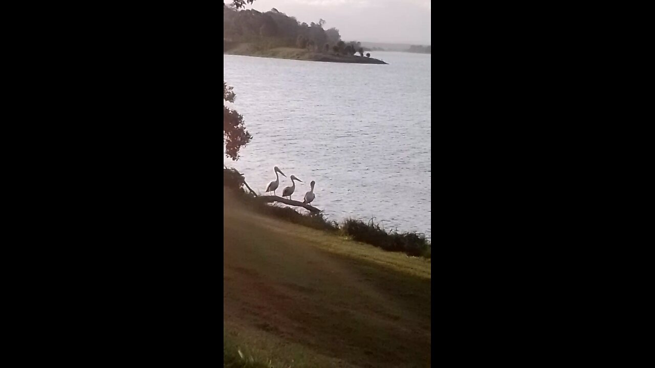 Pelicans Flying, Swimming Doing Their Things 🥰