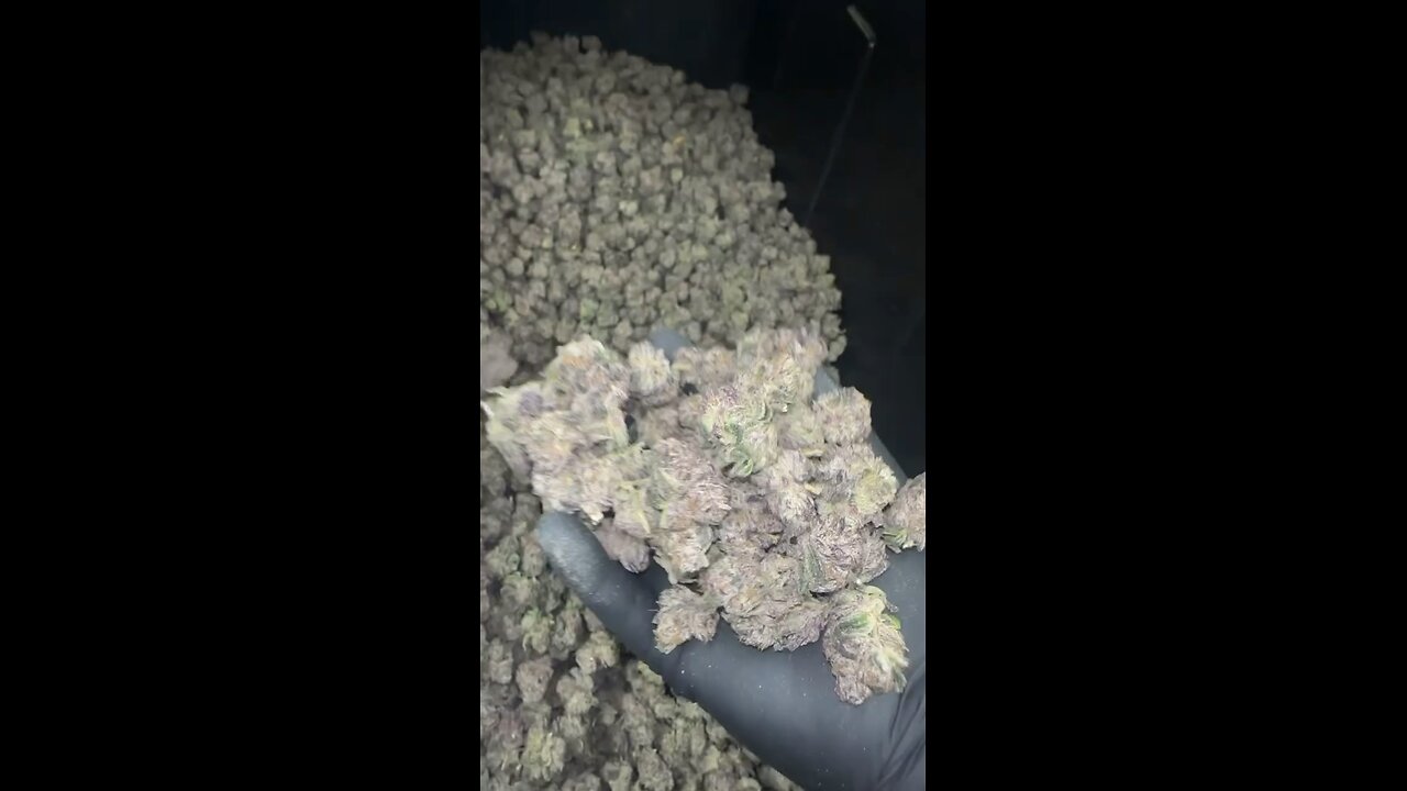 Could you smoke this all in 1 day ?