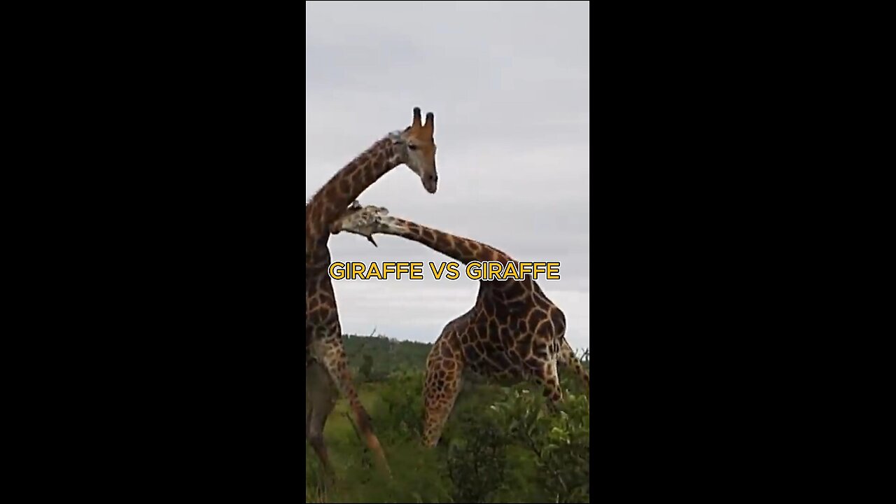 Fierce Giraffe fight ends with a knockout