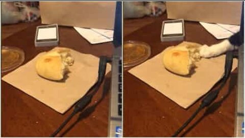 パンをこっそり盗もうとするネコ