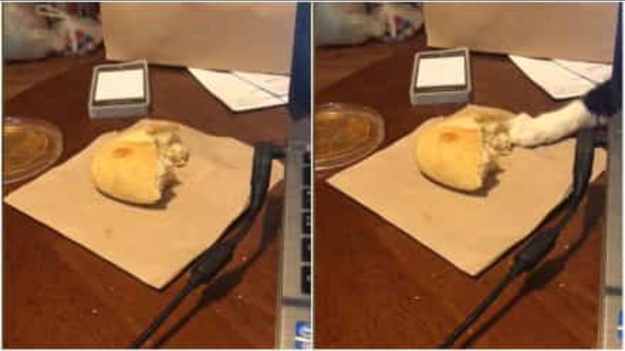 パンをこっそり盗もうとするネコ