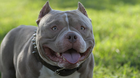 Venom, King of The Micro Bullies Fathers 250 Pups | TRULY