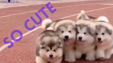 Cute Alaskan Cutest and Funniest Moments New Compilation Try Not To Laugh