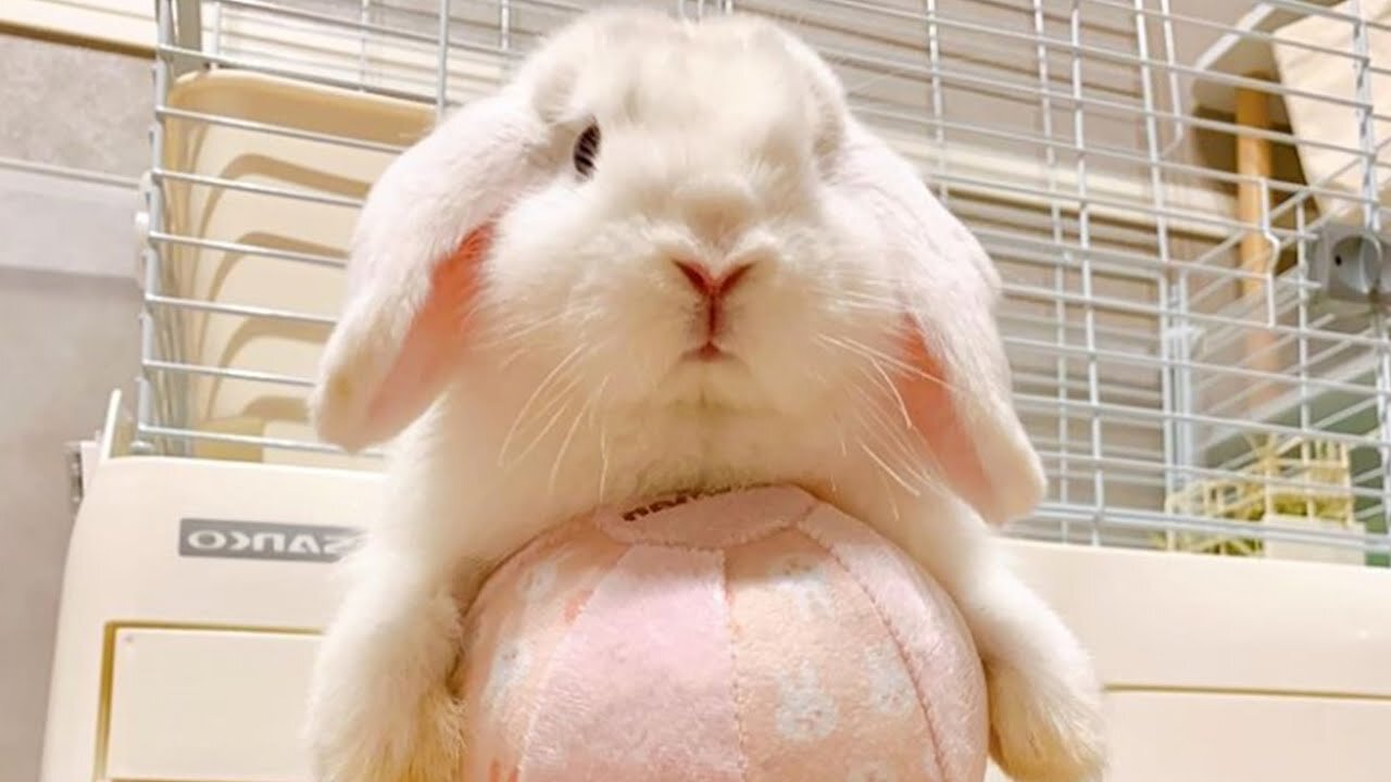 A Funny and Cute Baby Bunny Rabbit Videos Of The Month