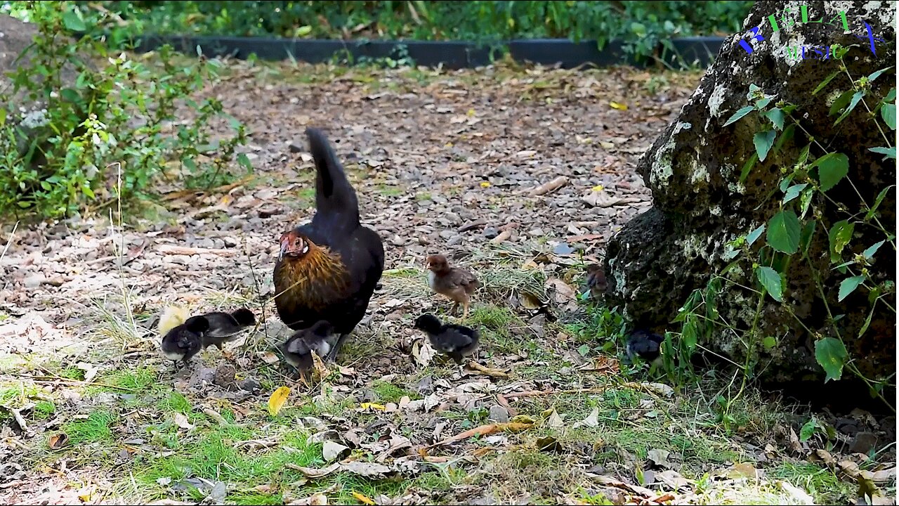 A HEN WITH CHICKS