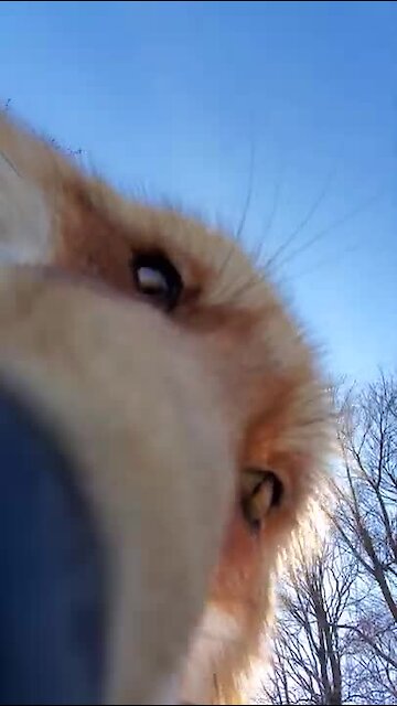 Fox steals camera and tries to bury it