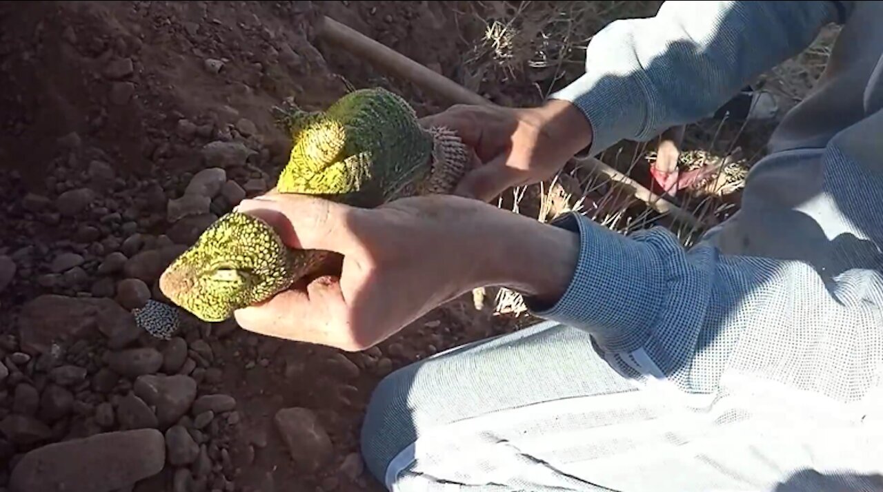 A boy catch salamander by hand