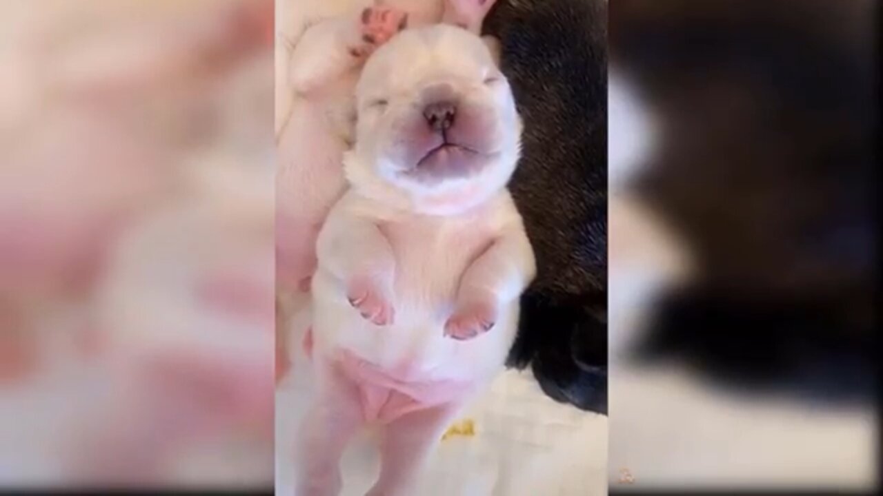 Cute dog and puppy