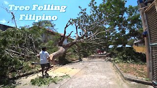 Tree Fellas Walk Into a Philippines Wood