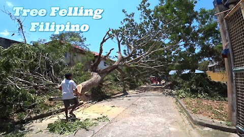 Tree Fellas Walk Into a Philippines Wood