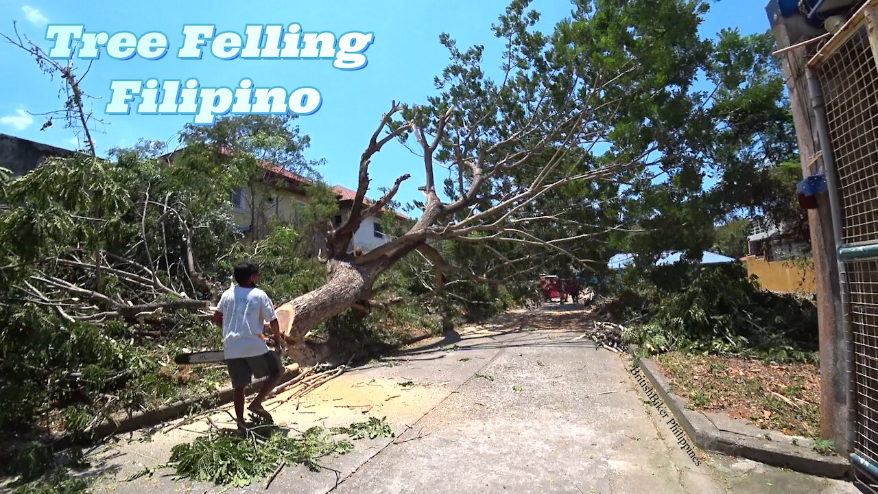 Tree Fellas Walk Into a Philippines Wood