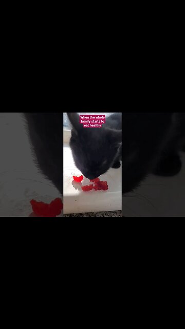 our Mascot #onyx loves her raspberries! subscribe for more .......