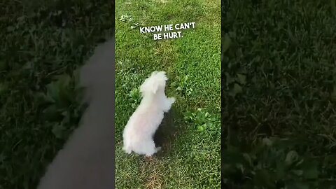 Blind dog gets to run in an open field for the first time 👏❤️