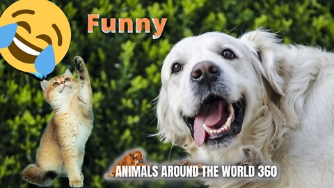 Funny animals 2022 - Cute dogs and cats doing funny things #3