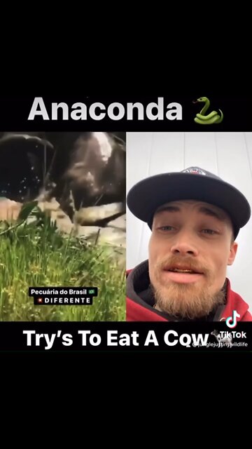Anaconda Try’s To Eat Cow 🐄