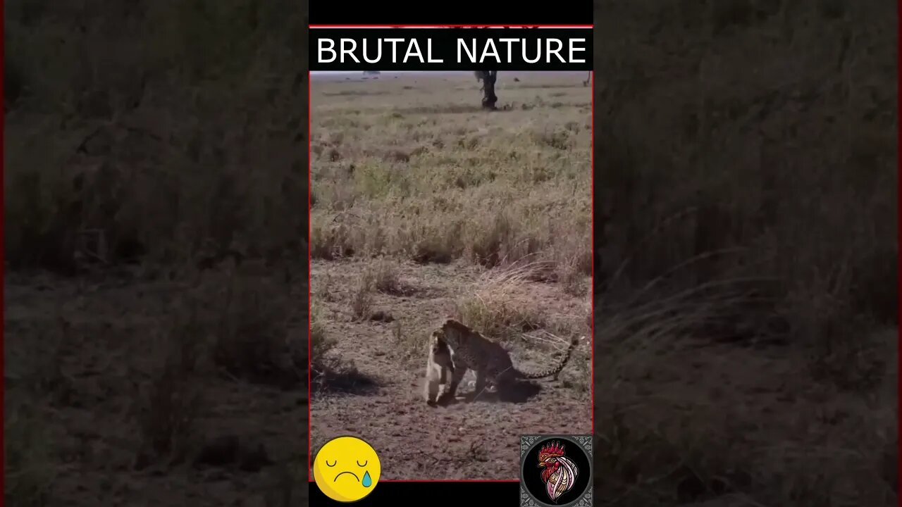 BRUTAL NATURE - BIG CAT VS SMALL CAT 😱