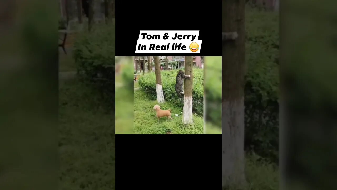 Tom and Jerry in real life #viral #ytshorts #viralvideo #shorts