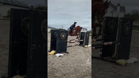 The horse equestrian show jumping Ireland