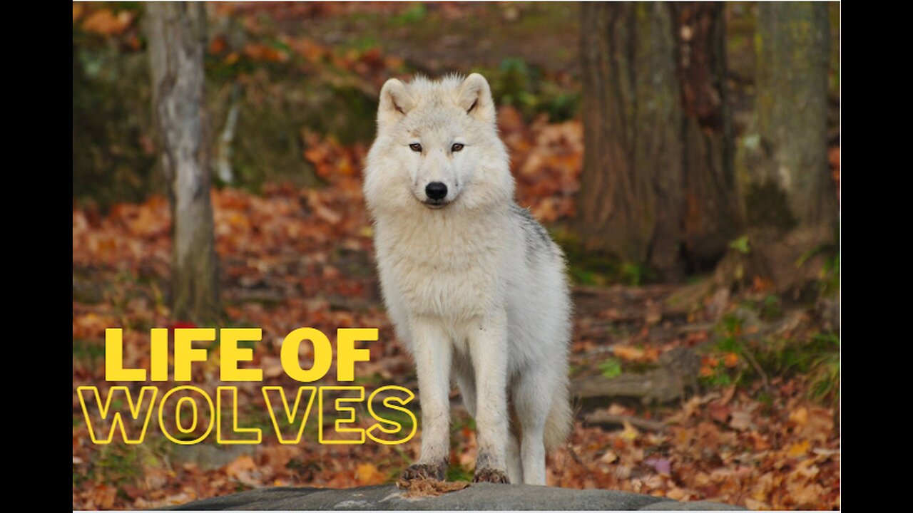 A Glimpse into the Lives of Wolves | Wild & Free