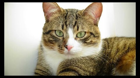 Cat Photography