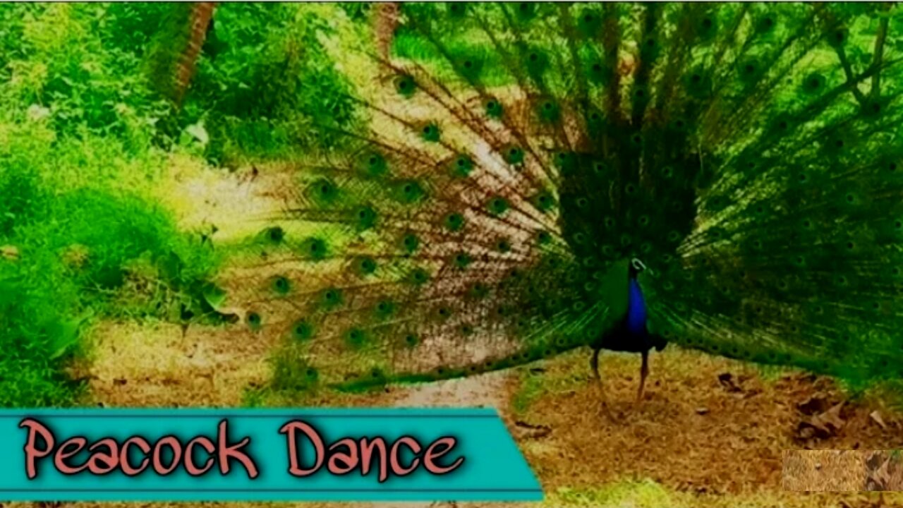 OMG Look at this Beauty And 🦚Peacock Dance