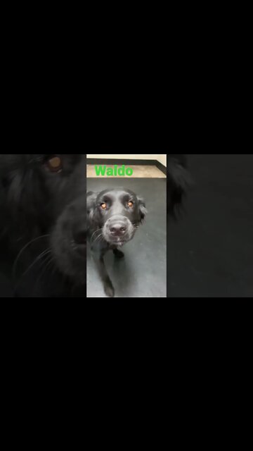 [Shorts 0165] WALDO [#dogs #doggos #doggos #puppies #dogdaycare]