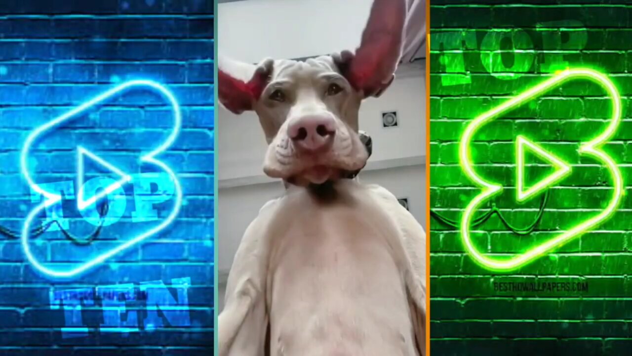 Dog funny videos 🤣 | Try not to be Laugh