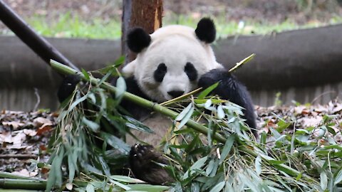 Panda Panda Panda He So Cute When Eating Bambo