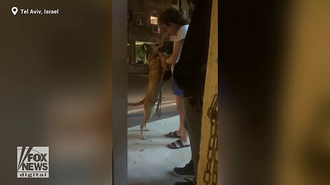 Woman & Her Dog Reunited In Israel After 40 Days Of Separation Following Oct. 7, 2023 Terror Attacks