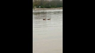 Mother Duck, Father Duck and Baby Ducks