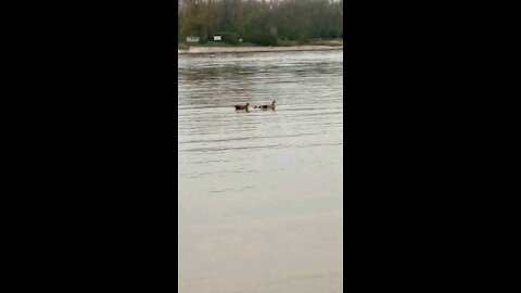 Mother Duck, Father Duck and Baby Ducks
